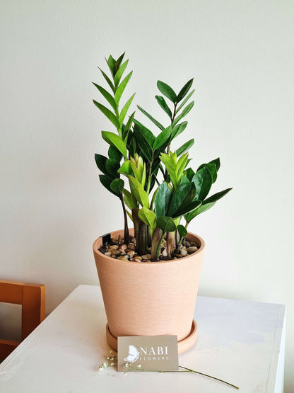 ZZ Plant