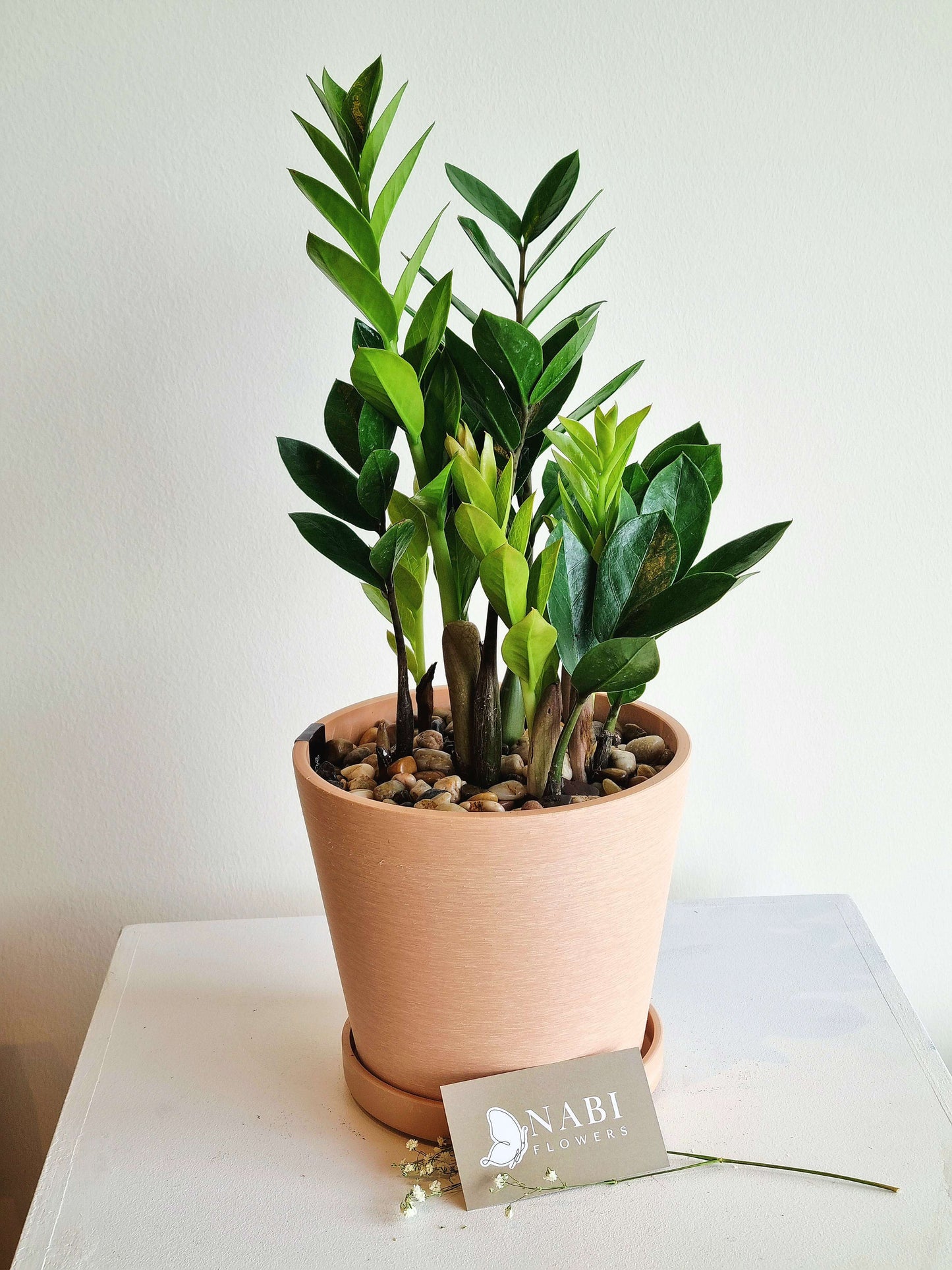 ZZ Plant