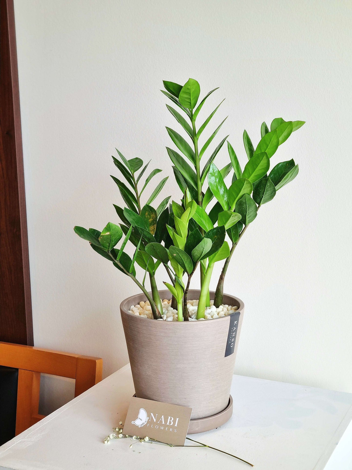 ZZ Plant