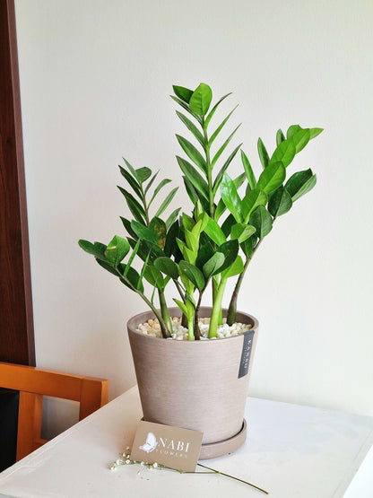 ZZ Plant