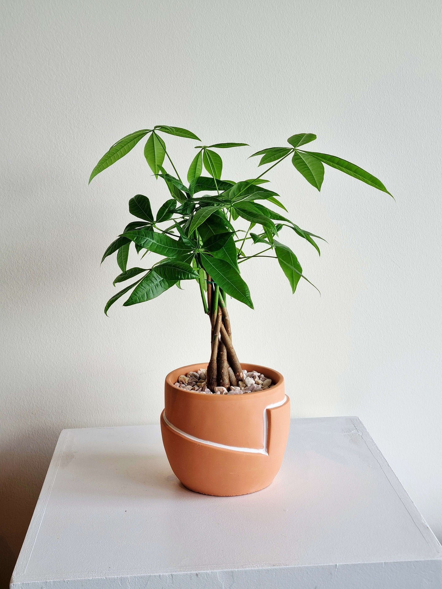 Braided Money Tree