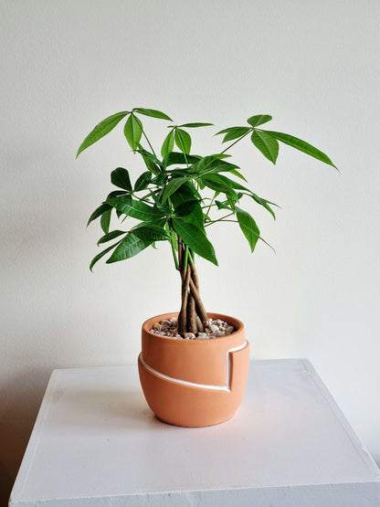 Braided Money Tree