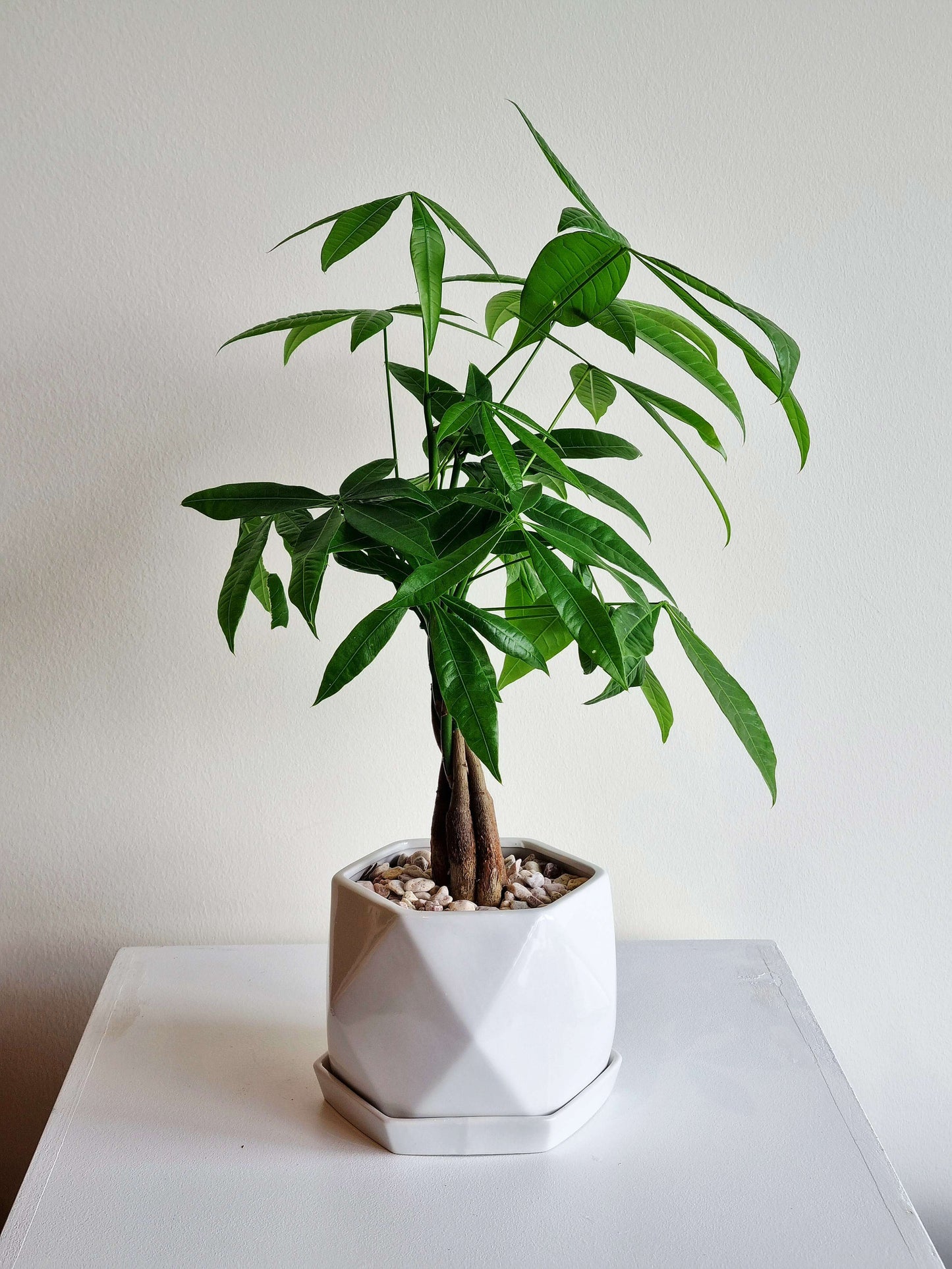 Braided Money Tree