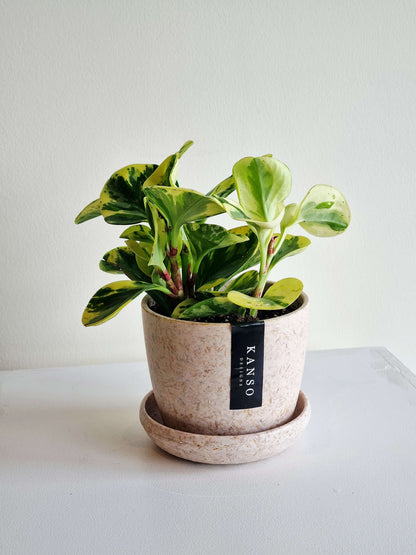 Peperomia Obtusifolia Variegated