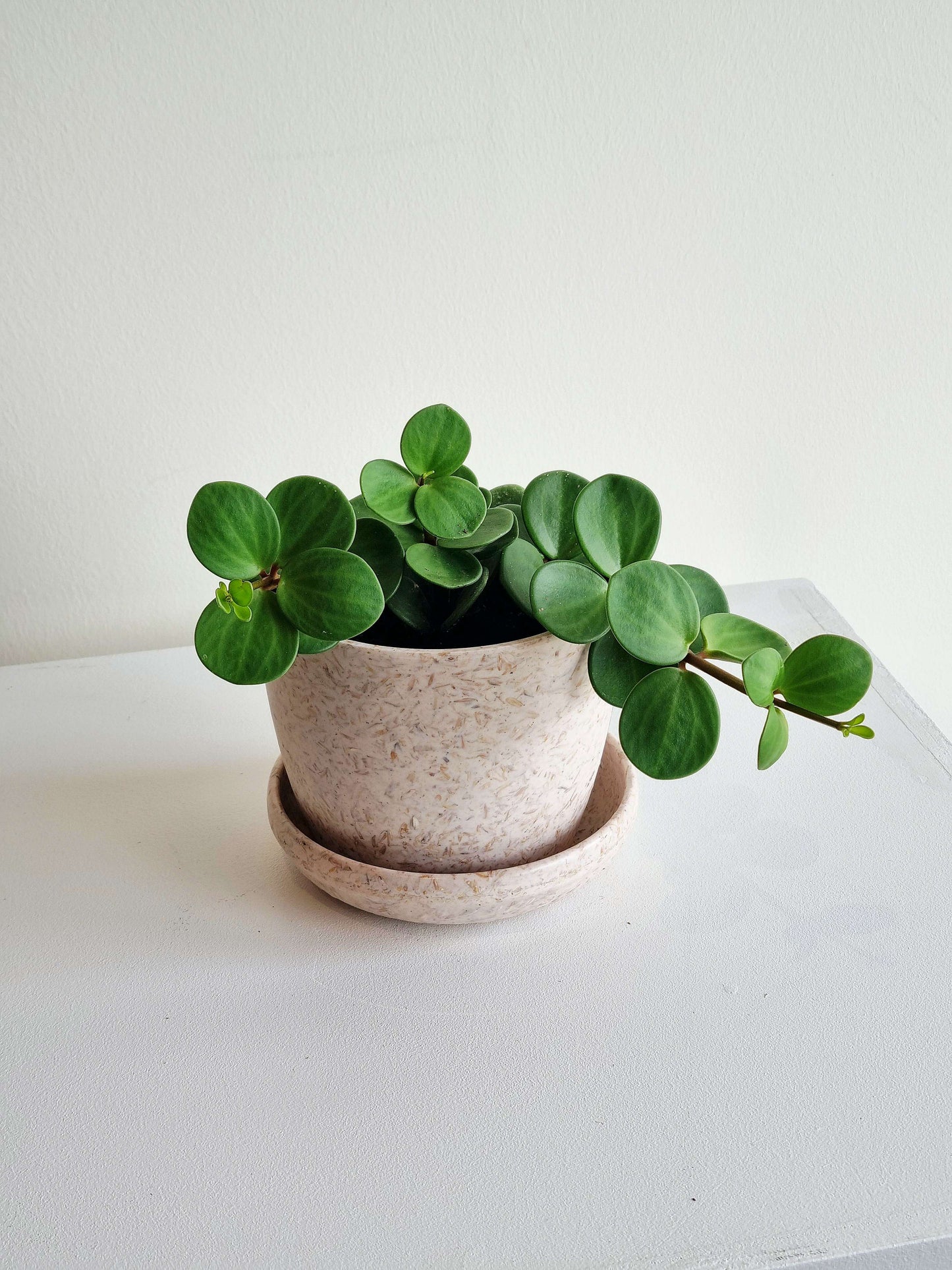 Hope Peperomia
