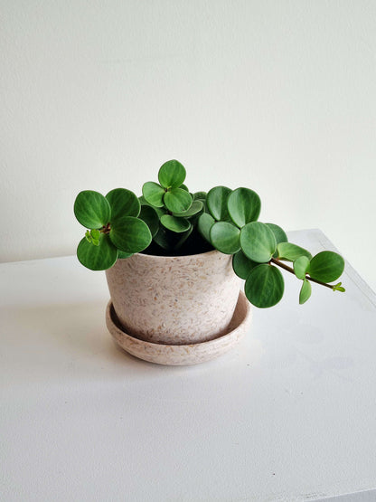 Hope Peperomia