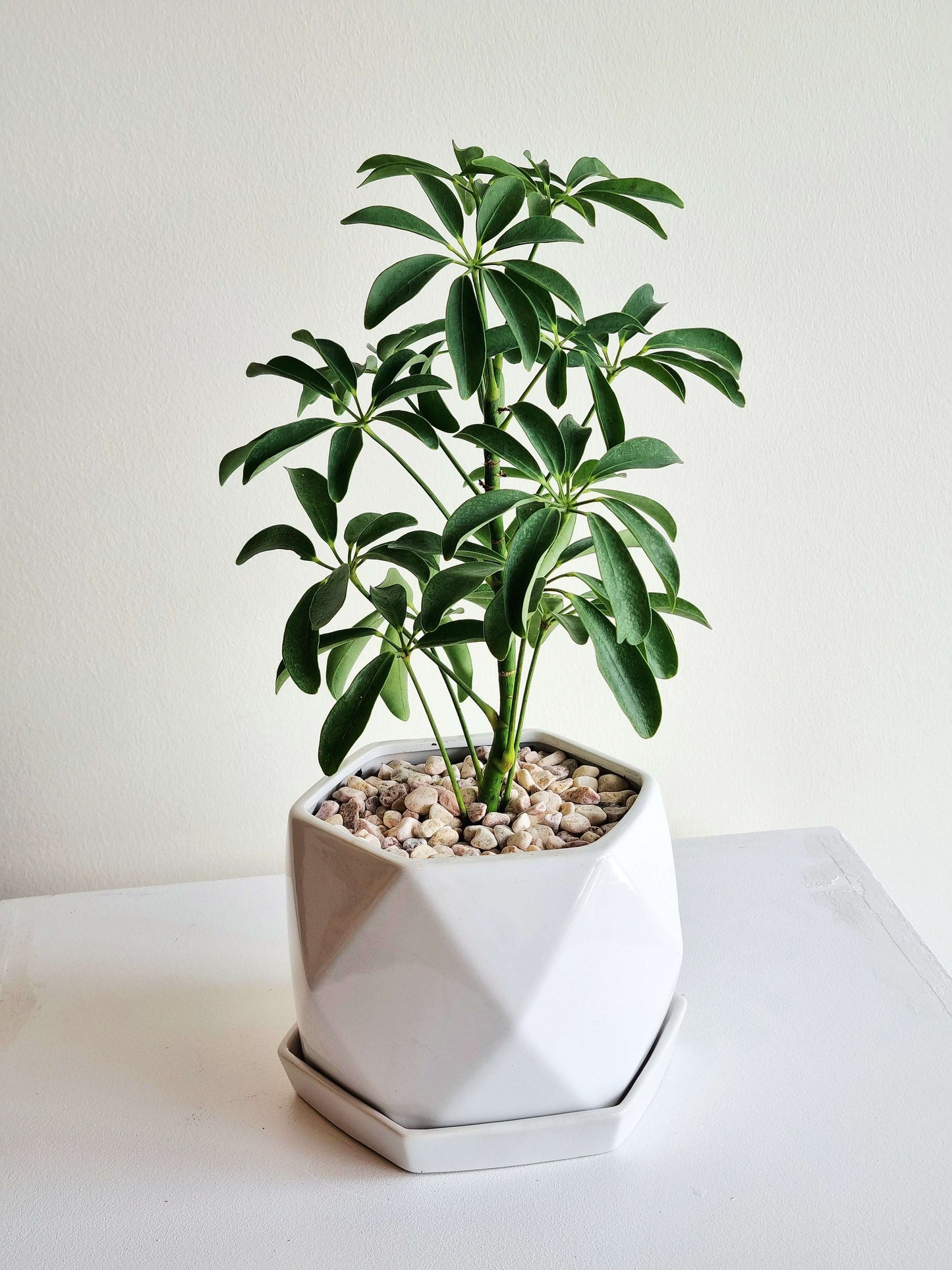 Schefflera Umbrella Tree