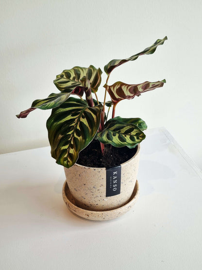 Calathea Peacock