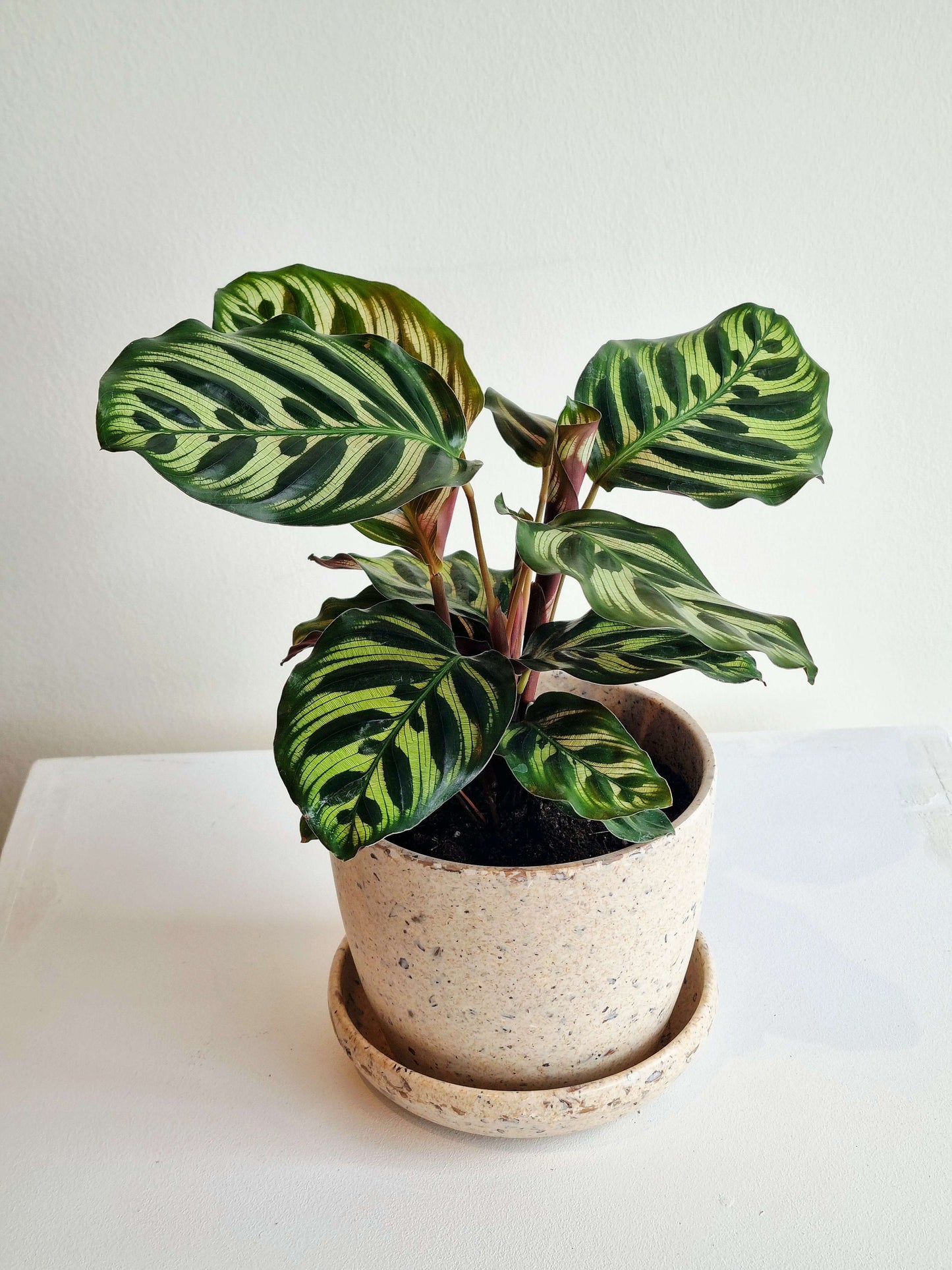 Calathea Peacock