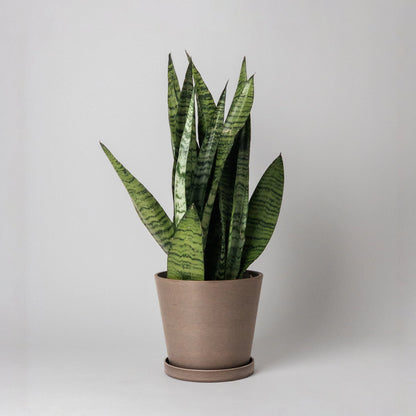 Kanso - 7" Tapered Earth Tones Planter Pot & Saucer Set