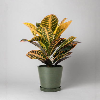 Kanso - 7" Tapered Earth Tones Planter Pot & Saucer Set