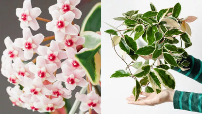 Hoya Krimson Queen