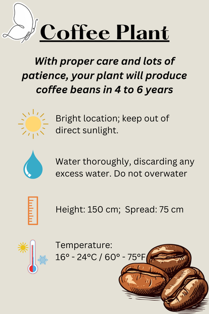 Coffee Plant