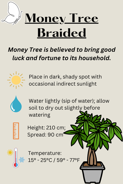 Braided Money Tree