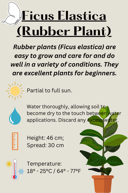 Ficus Elastica Burgundy - Rubber Plant