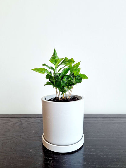 Coffee Plant