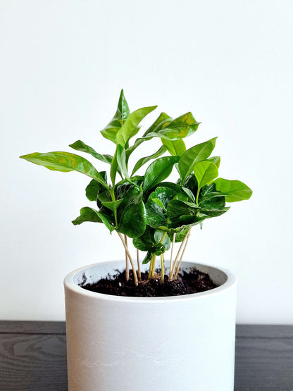 Coffee Plant