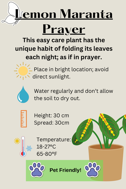 Maranta Prayer