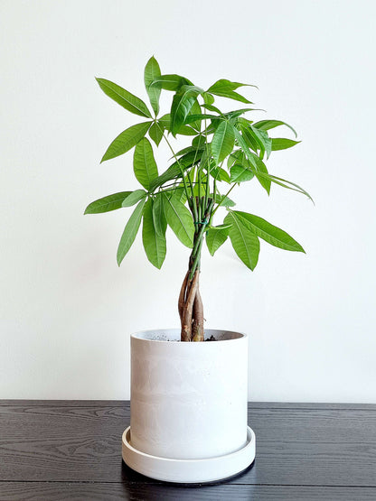 Braided Money Tree