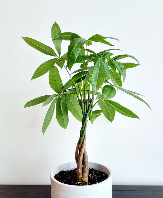 Braided Money Tree
