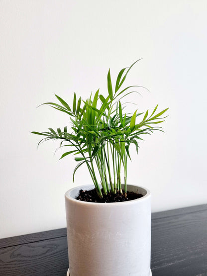 Parlour Palm (Bella)