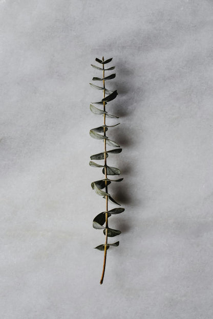 Natural Dried Eucalyptus