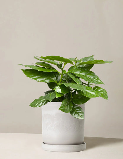 Coffee Plant