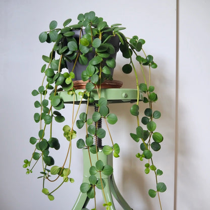 Hope Peperomia